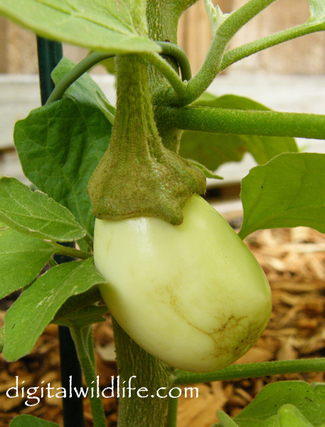 Vegetable Garden