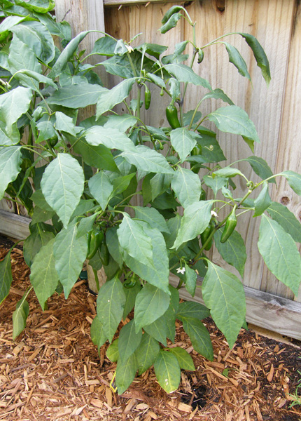 tam jalapeno pepper plants