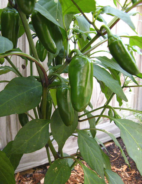 tam jalapeno pepper plants