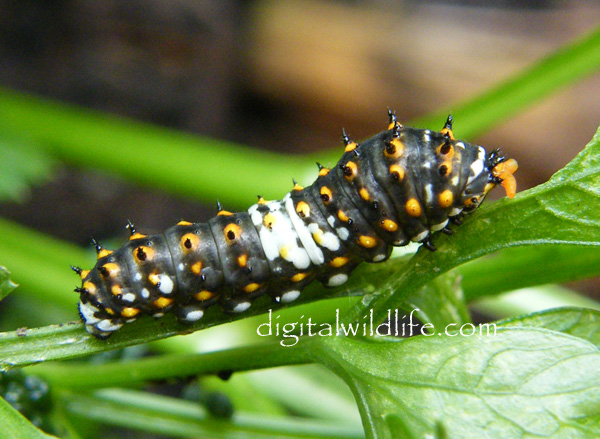 Black Swallowtail caterpillar