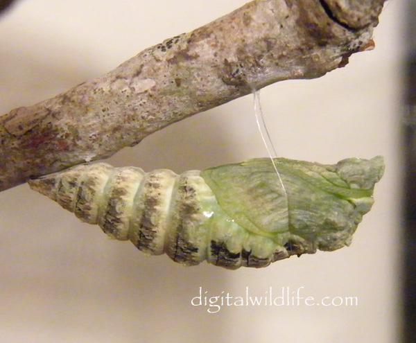 Black Swallowtail Pupa