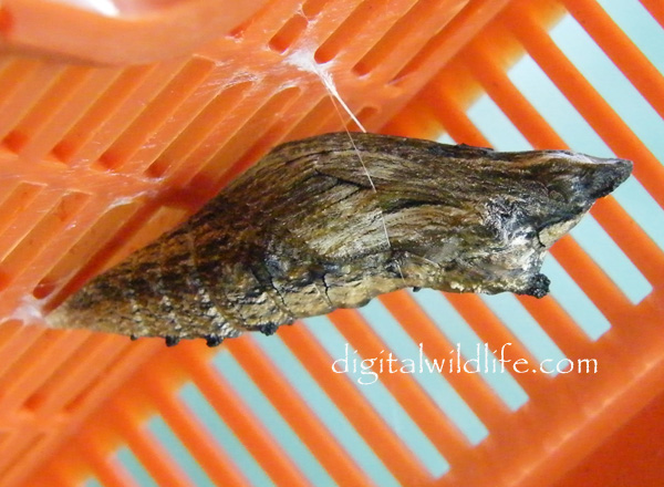 Black Swallowtail Pupa