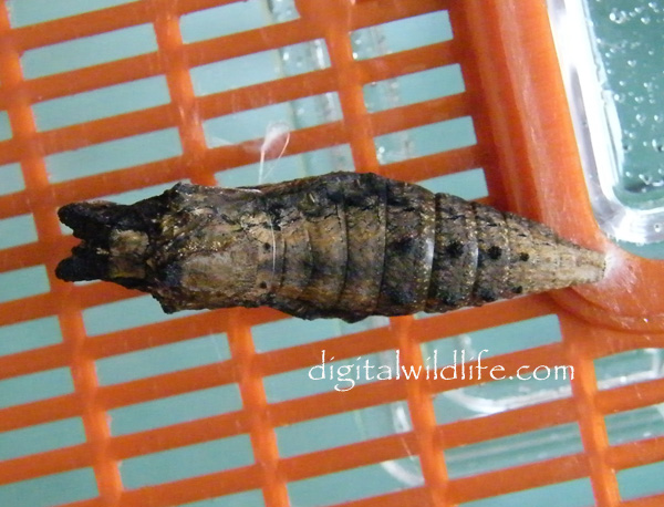 Black Swallowtail Pupa