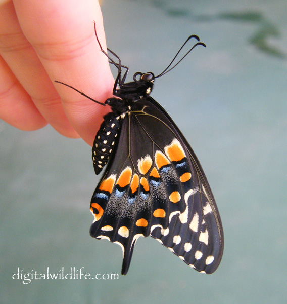 Black Swallowtail Butterfly