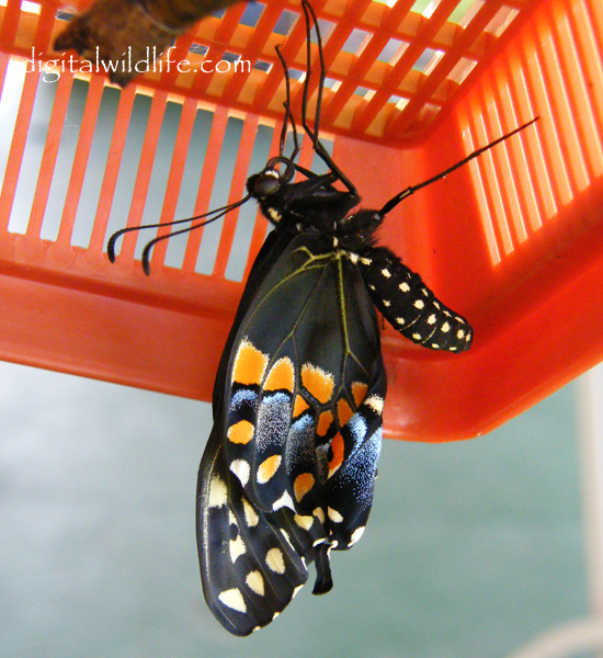 Black Swallowtail Butterfly