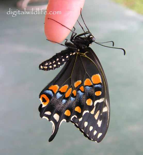 Black Swallowtail Butterfly