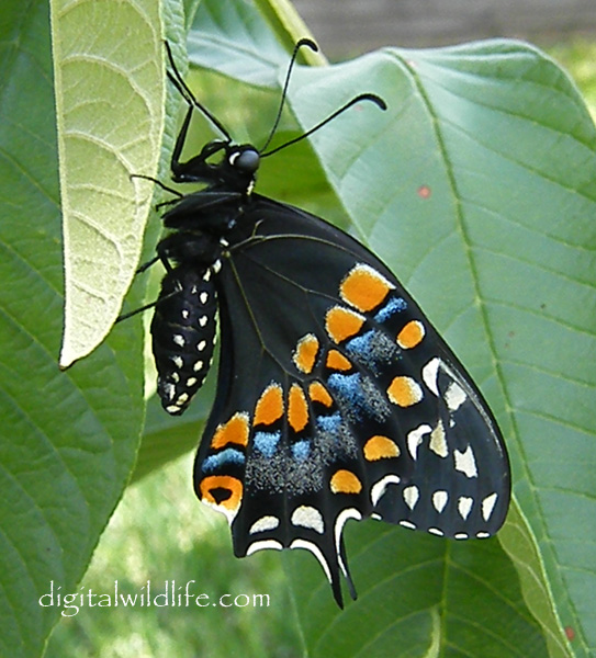 Black Swallowtail Butterfly
