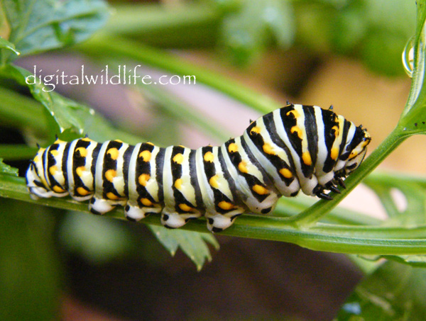 Black Swallowtail Caterpillar