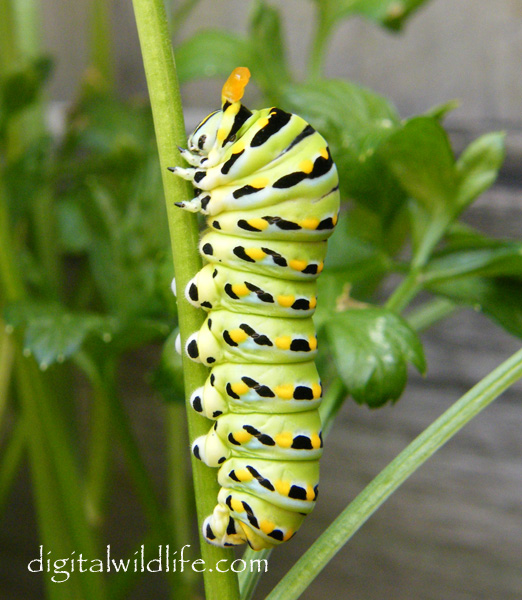 Black Swallowtail Caterpillar