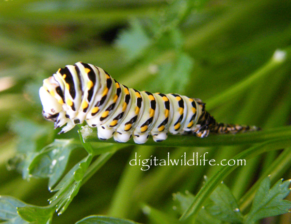 Black Swallowtail Caterpillar