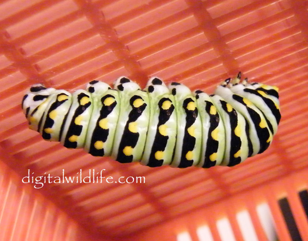 Black Swallowtail Caterpillar