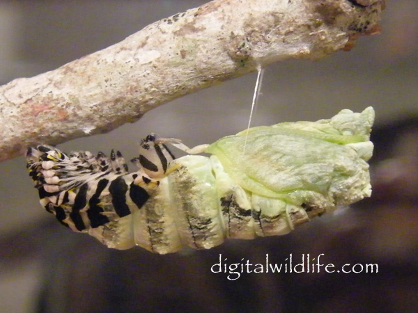 Black Swallowtail Pupa