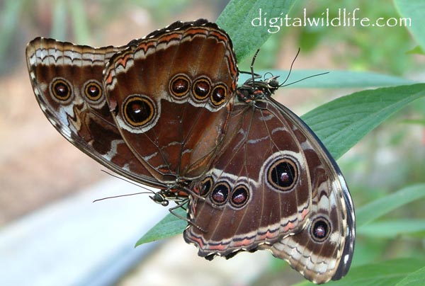 Blue Morpho Mating