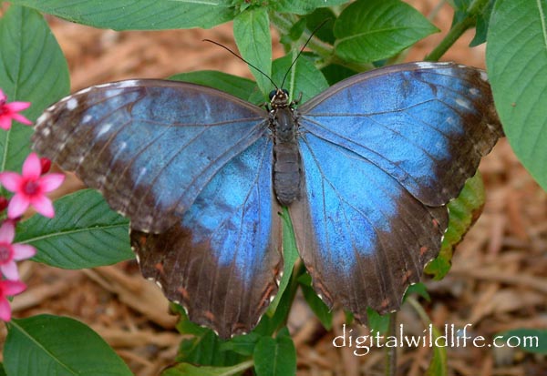 Blue Morpho