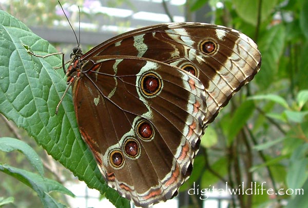Morpho Underside