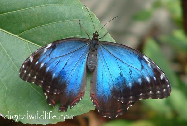 Blue Morpho