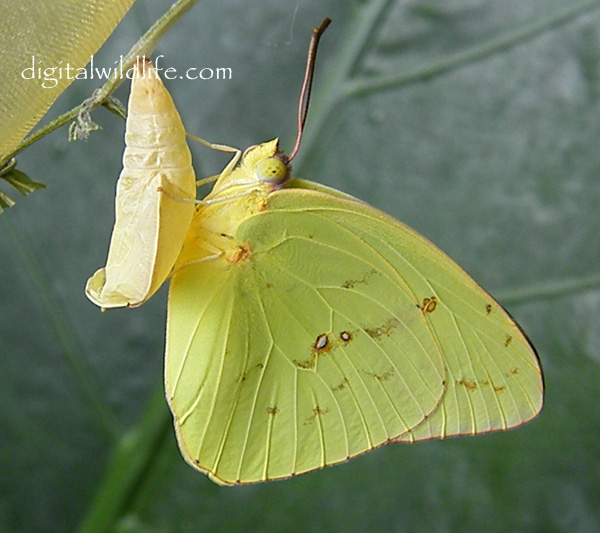 Cloudless Sulphur Butterfly