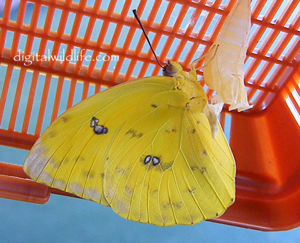 Orange Barred Sulphur Butterfly