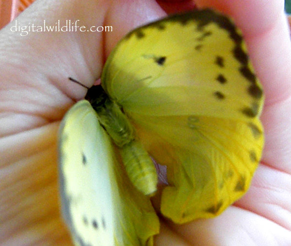 Orange Barred Sulphur Butterfly Female