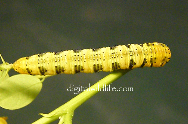 Orange Barred Sulphur Caterpillar