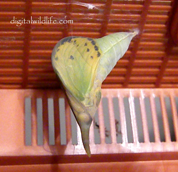 Orange Barred Sulphur Pupa