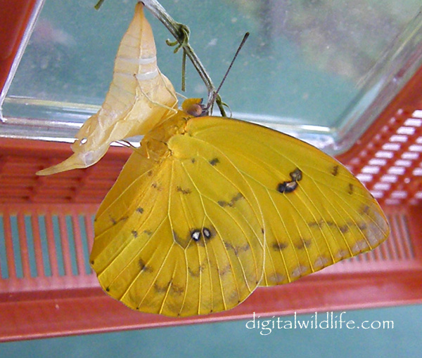 Orange Barred Sulphur Butterfly
