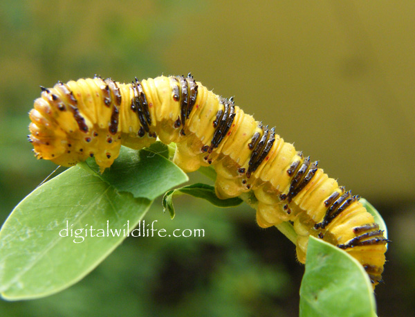 Orange Barred Sulphur Caterpillar