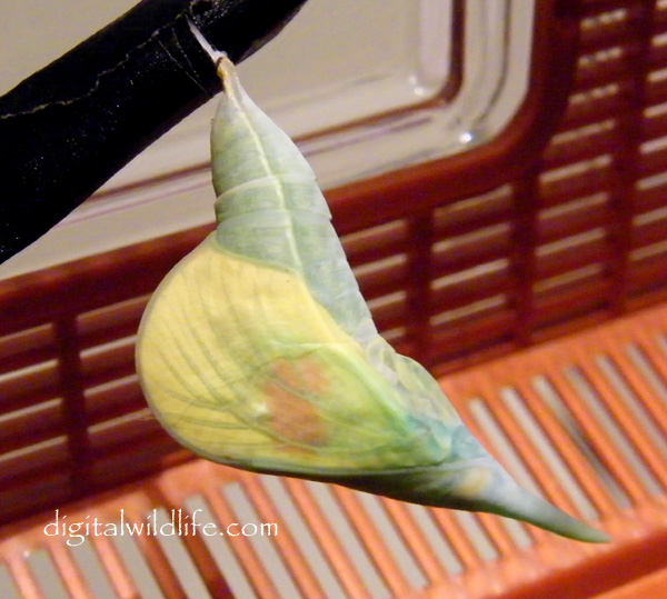 Orange Barred Sulphur Pupa