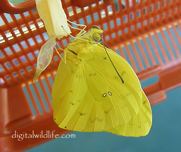 Orange Barred Sulphur Butterfly Male