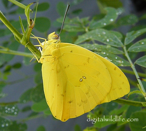Orange Barred Sulphur Butterfly Male