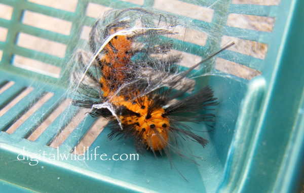 Polka Dot Wasp Moth Caterpillar