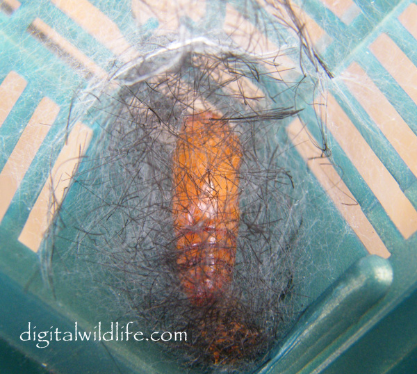 Orange Barred SulphuPolka Dot Wasp Moth Pupa 
