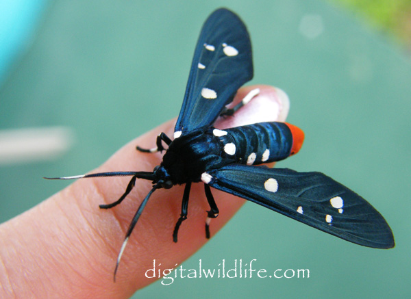 Polka Dot Wasp Moth