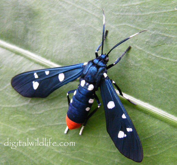 Polka Dot Wasp Moth