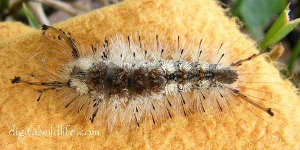 Southern Tussock Moth Caterpillar