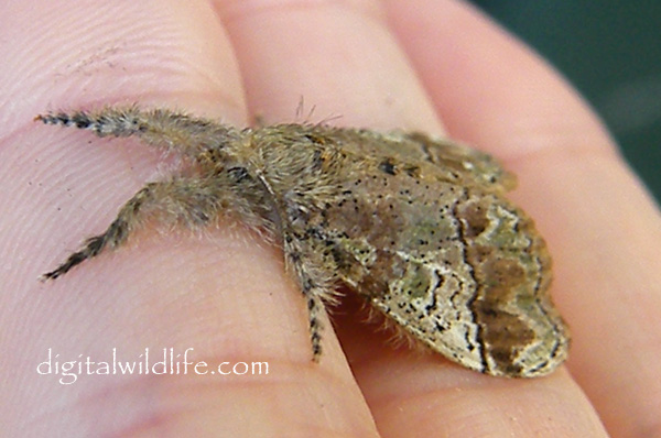 Southern Tussock Moth