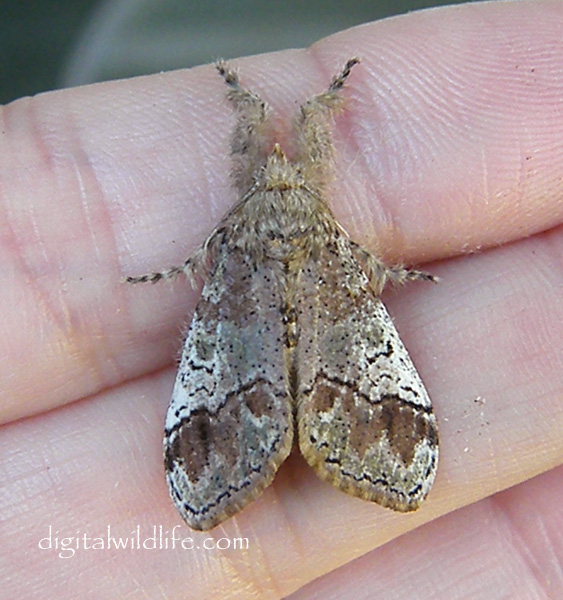 Southern Tussock Moth