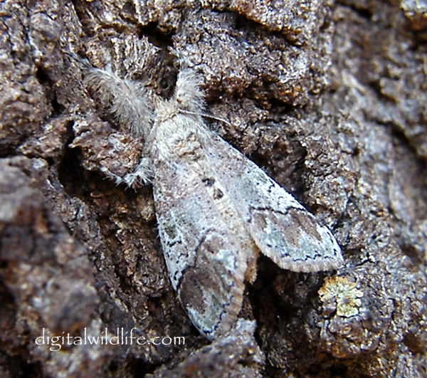 Southern Tussock Moth