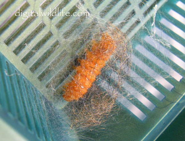 Spotted Oleander Moth Pupa