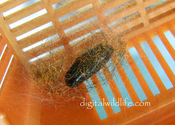 Spotted Oleander Moth Pupa