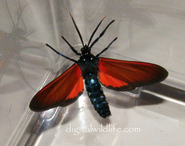 Spotted Oleander Moth