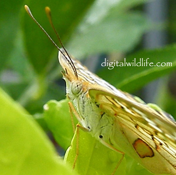 White Peacock Butterfly