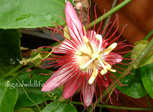 Passiflora 