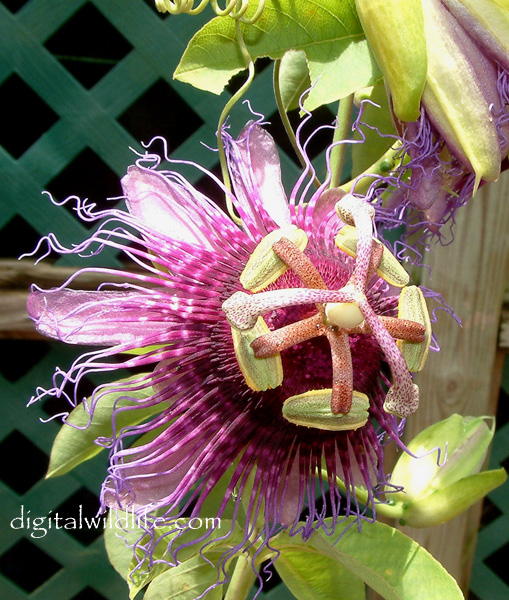 Passiflora laurifolia