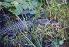 Alligator