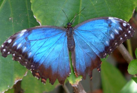 Butterflies
