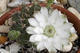 Cacti