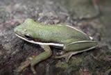 Amphibians