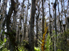 Cypress Trees