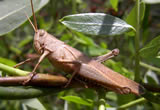 Insects
